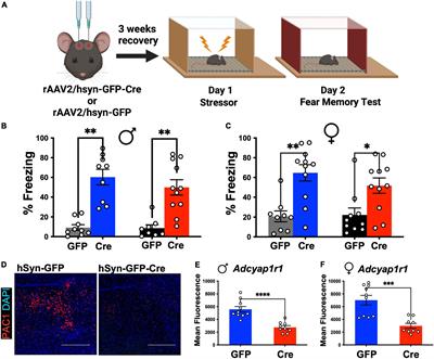 Sexually dimorphic role of the locus coeruleus PAC1 receptors in regulating acute stress-associated energy metabolism